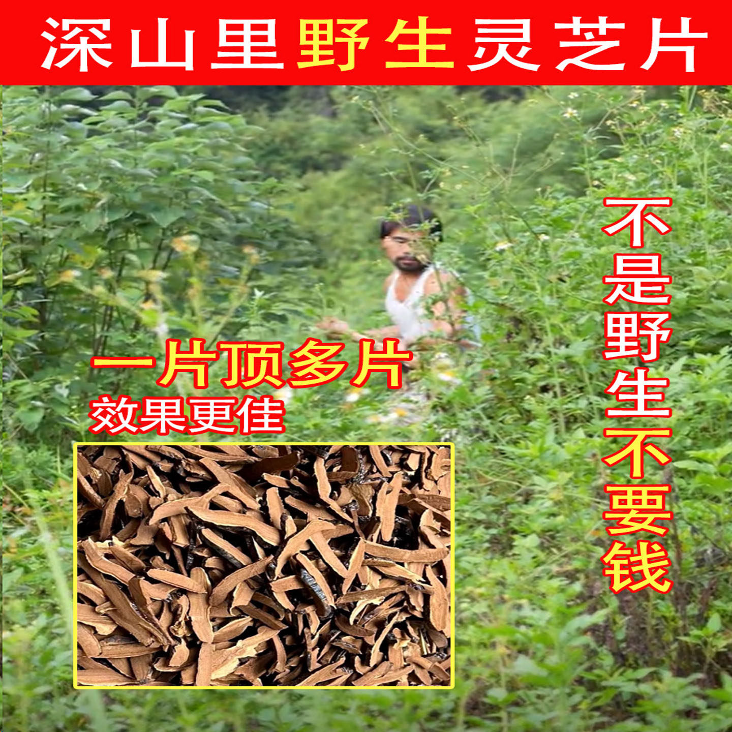 深山纯野生灵芝片500g切片正品官方旗舰店赤灵芝林芝干货特级泡酒