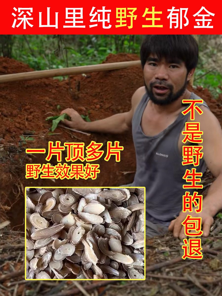 老周挖的深山纯野生川郁金500g中药材特级玉金正品新货片饮泡茶粉