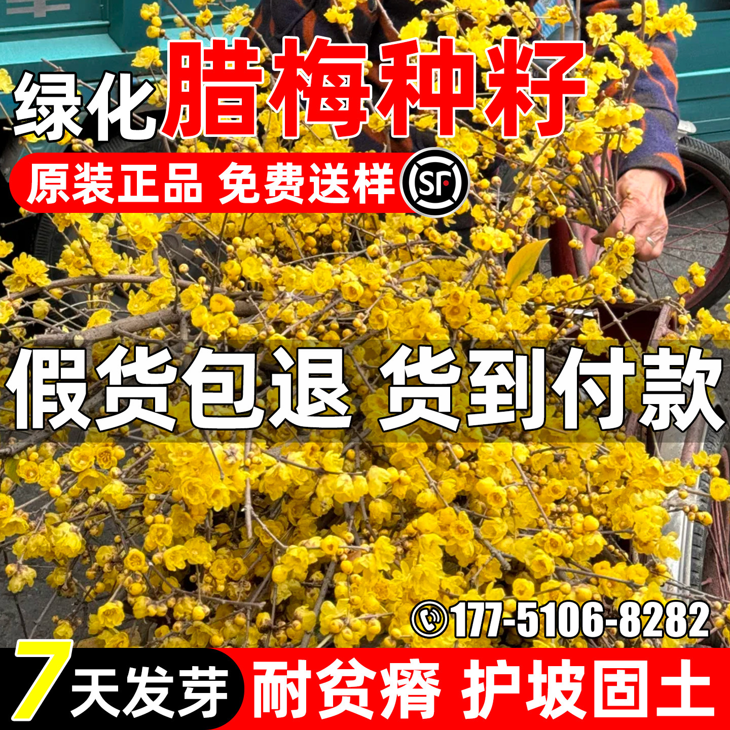 腊梅种子耐寒园林景观绿化观赏