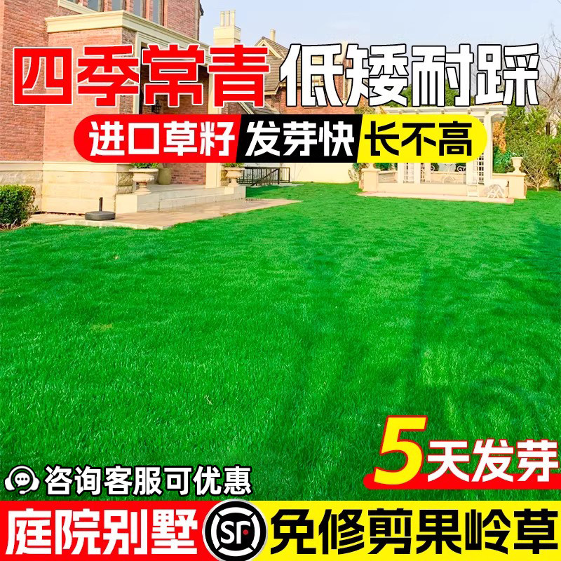进口果岭草草籽低矮四季常青庭院别墅多年生绿化公园小区草坪种子