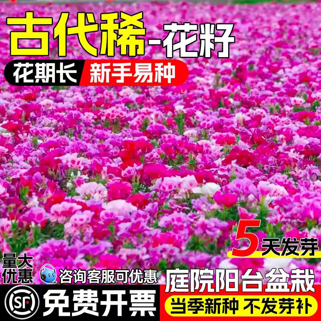 古代稀花种子四季播种开花花种籽