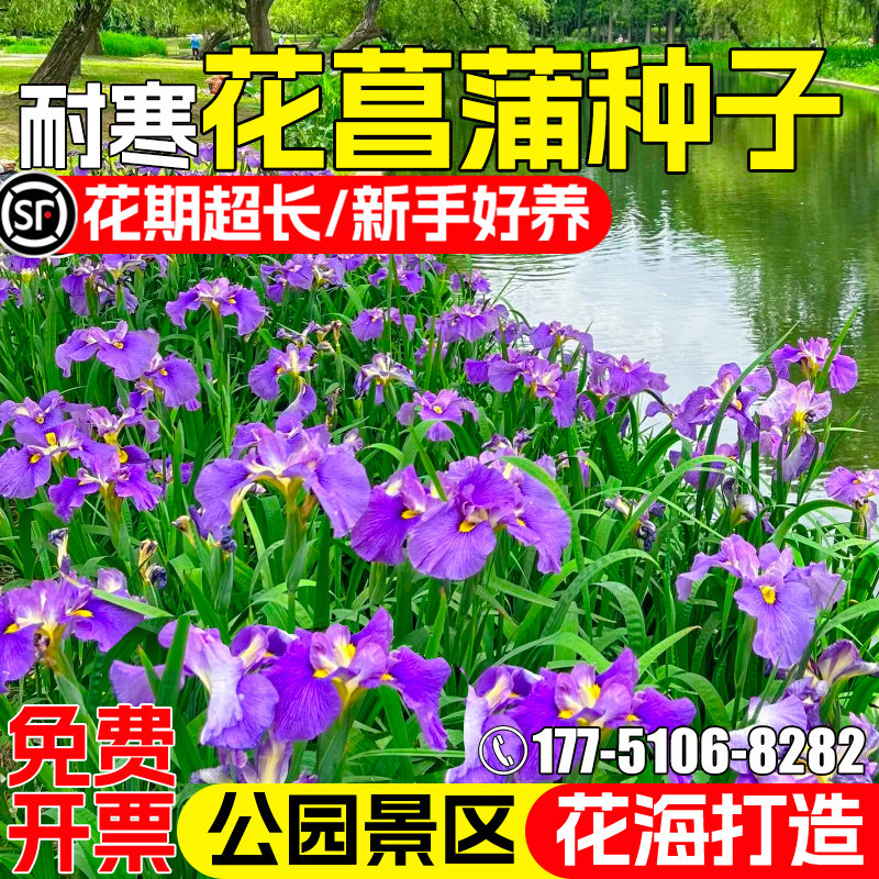 花菖蒲种子四季播种开花公园景区池塘美化花海打造水生植物花种籽
