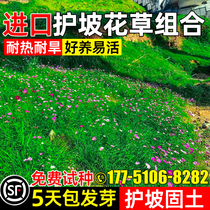 护坡野花组合边坡山体喷播草种籽