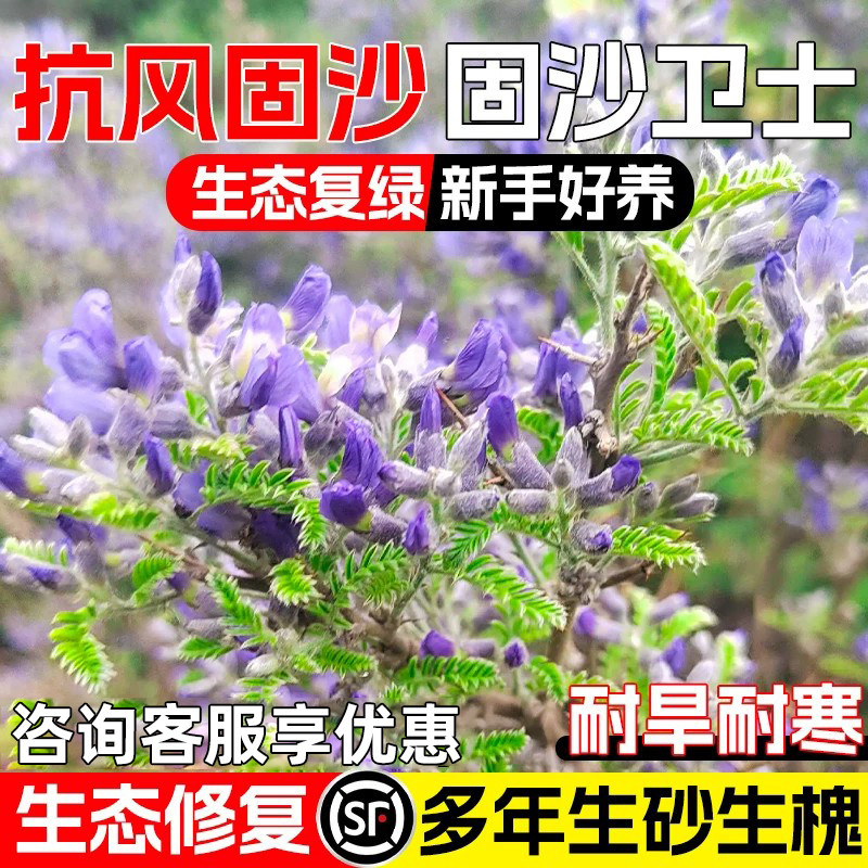 砂生槐灌木种子防风固沙植被绿化