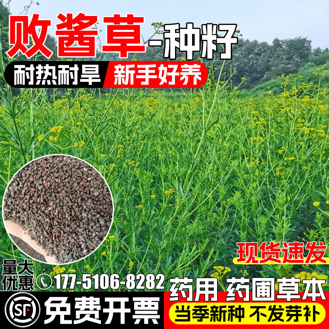 败酱草种子耐热耐旱苦麻菜苦斋菜药材种籽药园种植草本植物中草药