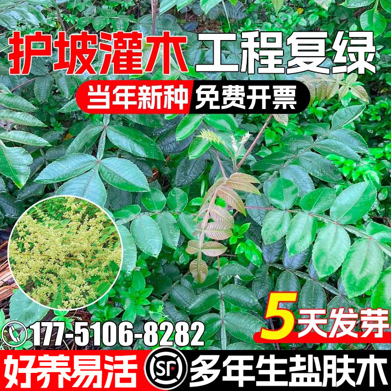 盐肤木种子多年生护坡固土灌木种籽耐寒耐旱工程绿化荒地复绿草籽