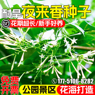 夜来香种子四季种植晚香玉紫茉莉花籽公园景区花海景观美化花种籽