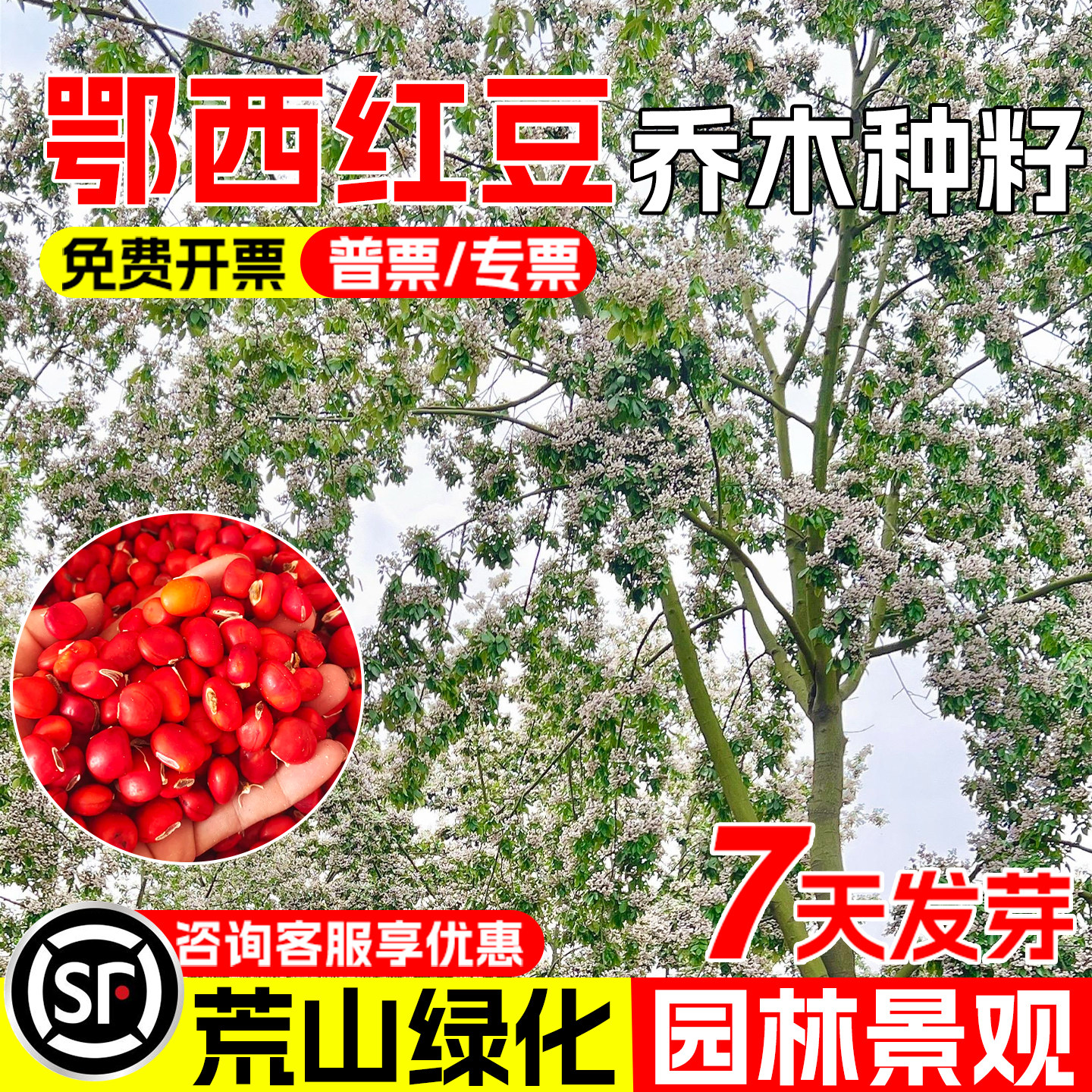 鄂西红豆种子景观园林绿化红豆树