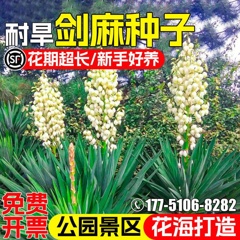 剑麻种子小区公园景观花海美化