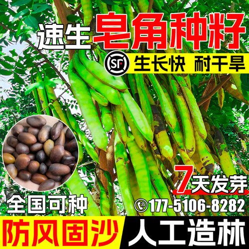 皂角树种子植被造林防风固沙乔木