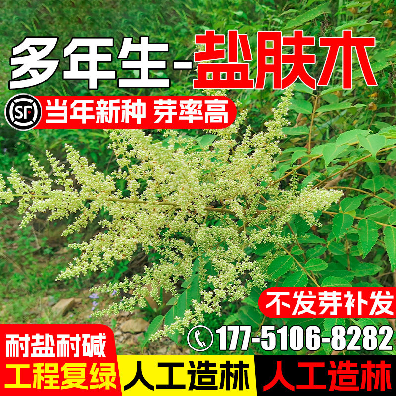 盐肤木种籽护坡固土灌木草籽种子