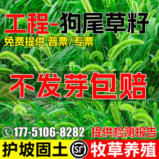 狗尾草草籽矿山复绿种子耐寒耐旱多年生绿化护坡固土牧草养殖种籽