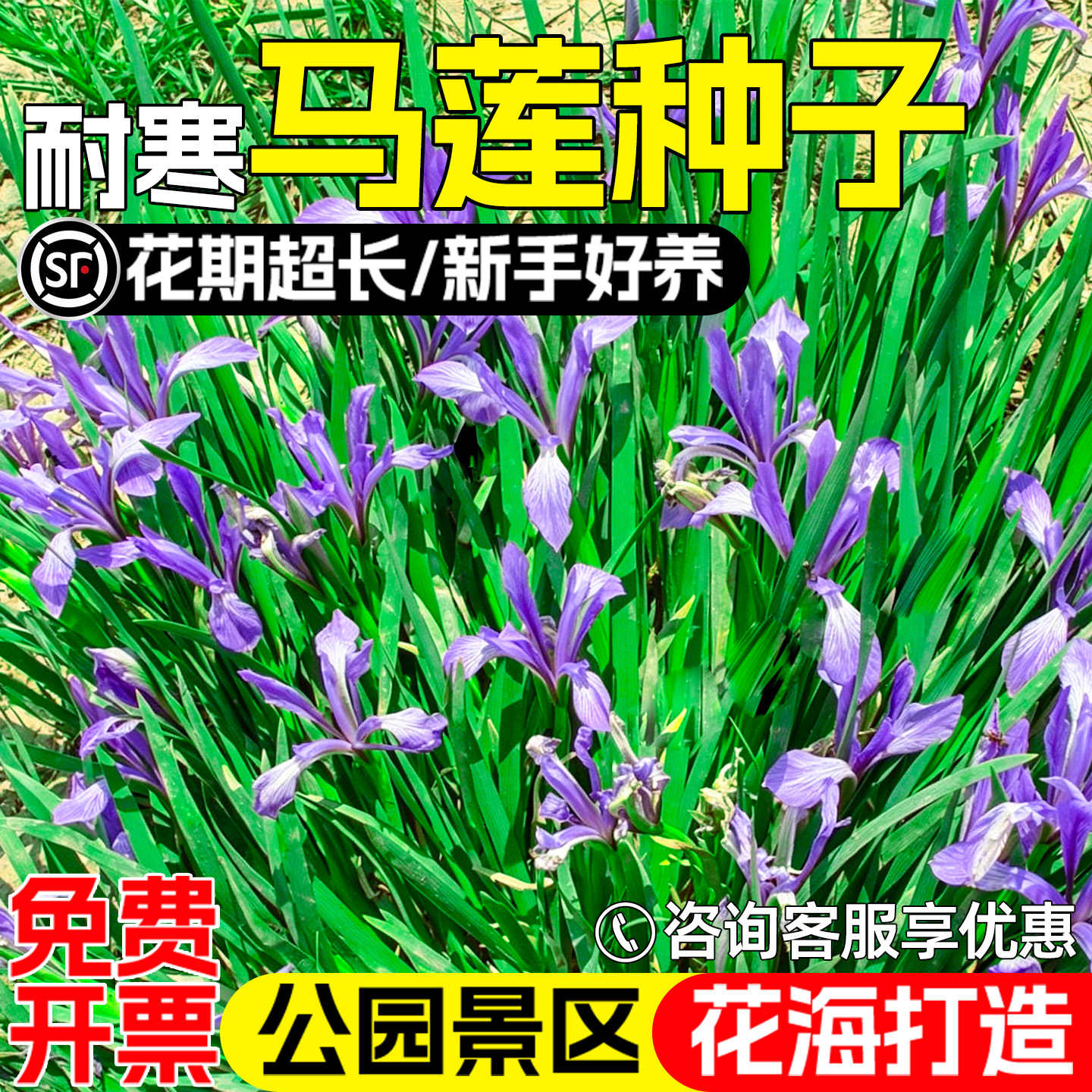 马莲花马蔺马兰花籽公园花海美化