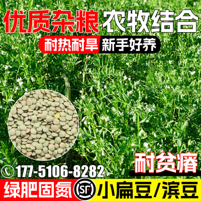 小扁豆滨豆种子绿肥青饲固氮兵豆