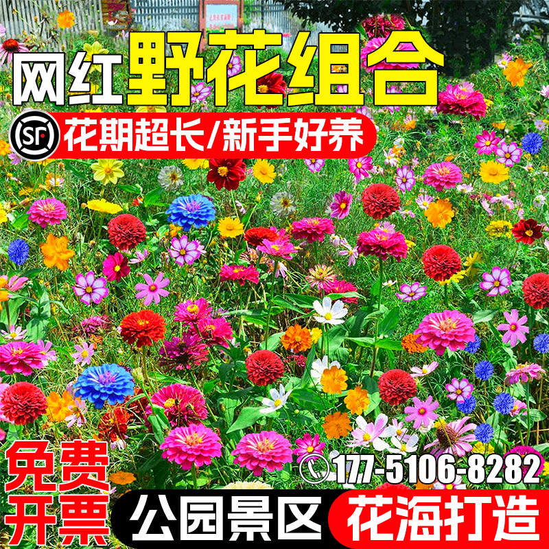 野花组合花籽开花庭院别墅花种子