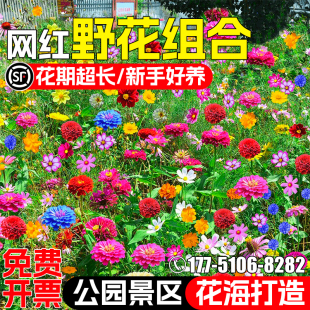 野花组合花种籽耐寒耐旱庭院别墅小区花卉太阳花种子花海景观花籽