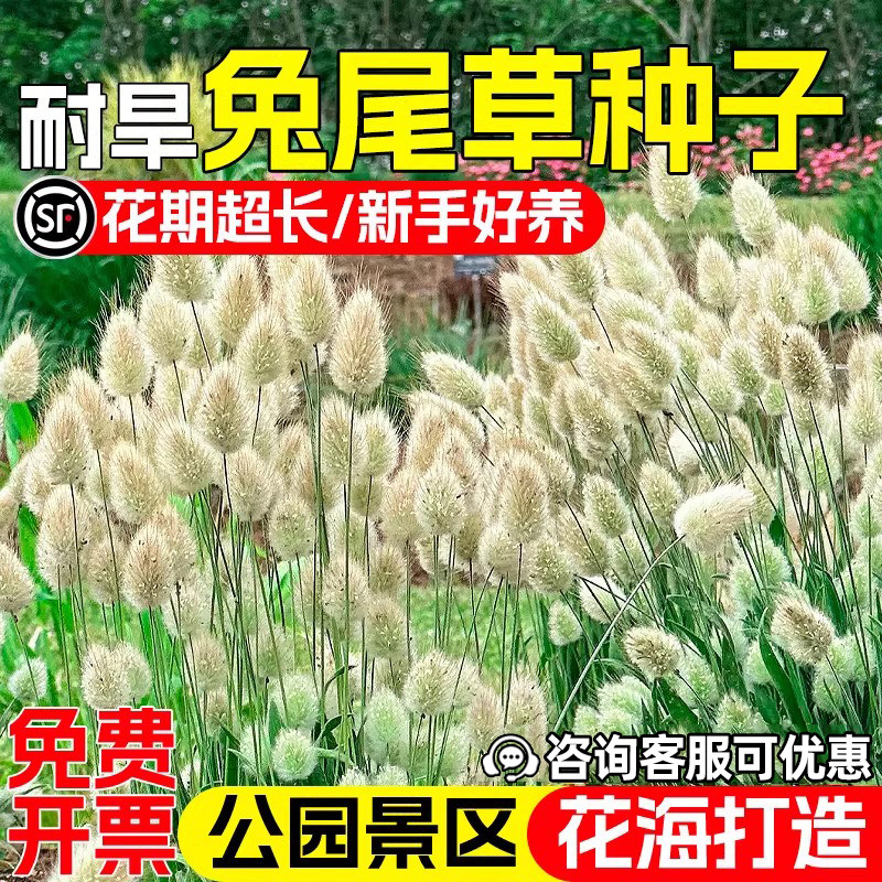兔尾草种子公园景区花海景观观赏