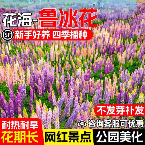 鲁冰花种子羽扇豆花种籽四季播种