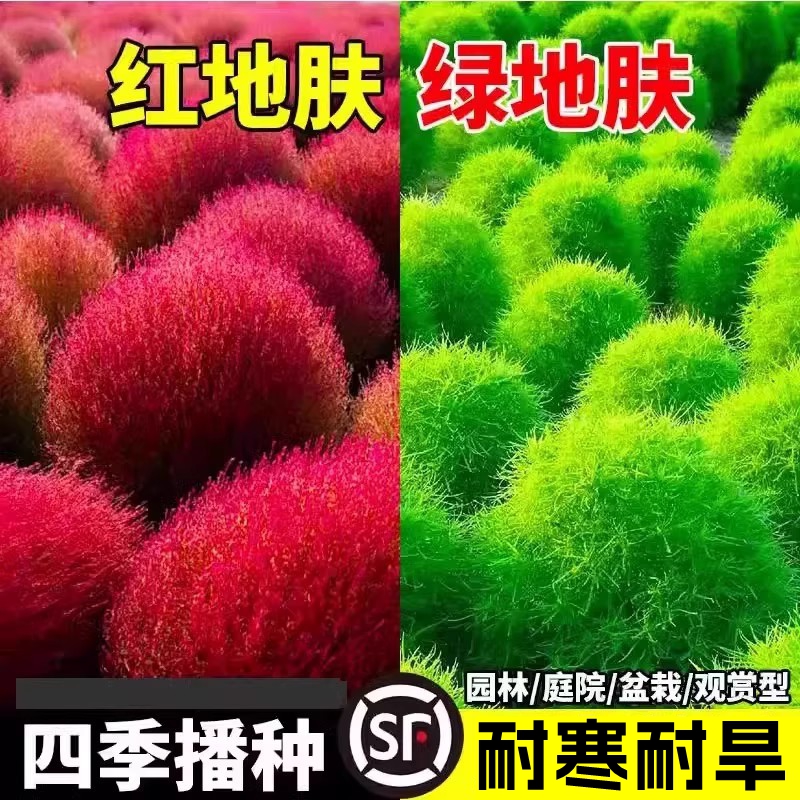 地肤草盆栽种子孑红绿叶地麦