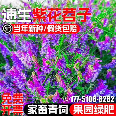 光叶紫花苕种籽果园绿肥毛苕种子