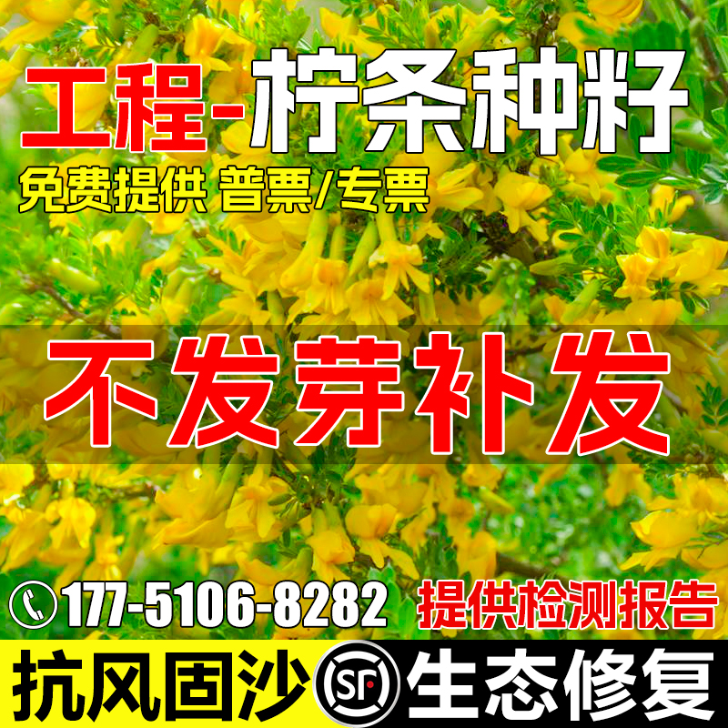 柠条种子灌木草籽护坡固土种籽