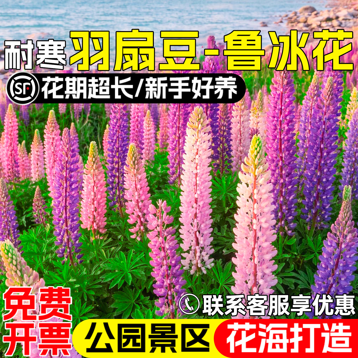 鲁冰花种子羽扇豆公园景区花海