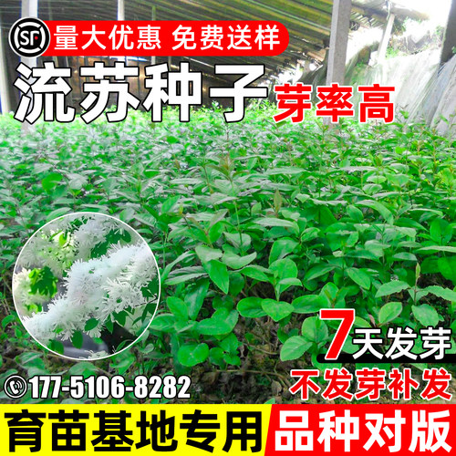 流苏树种子行道树绿化观赏乌金子