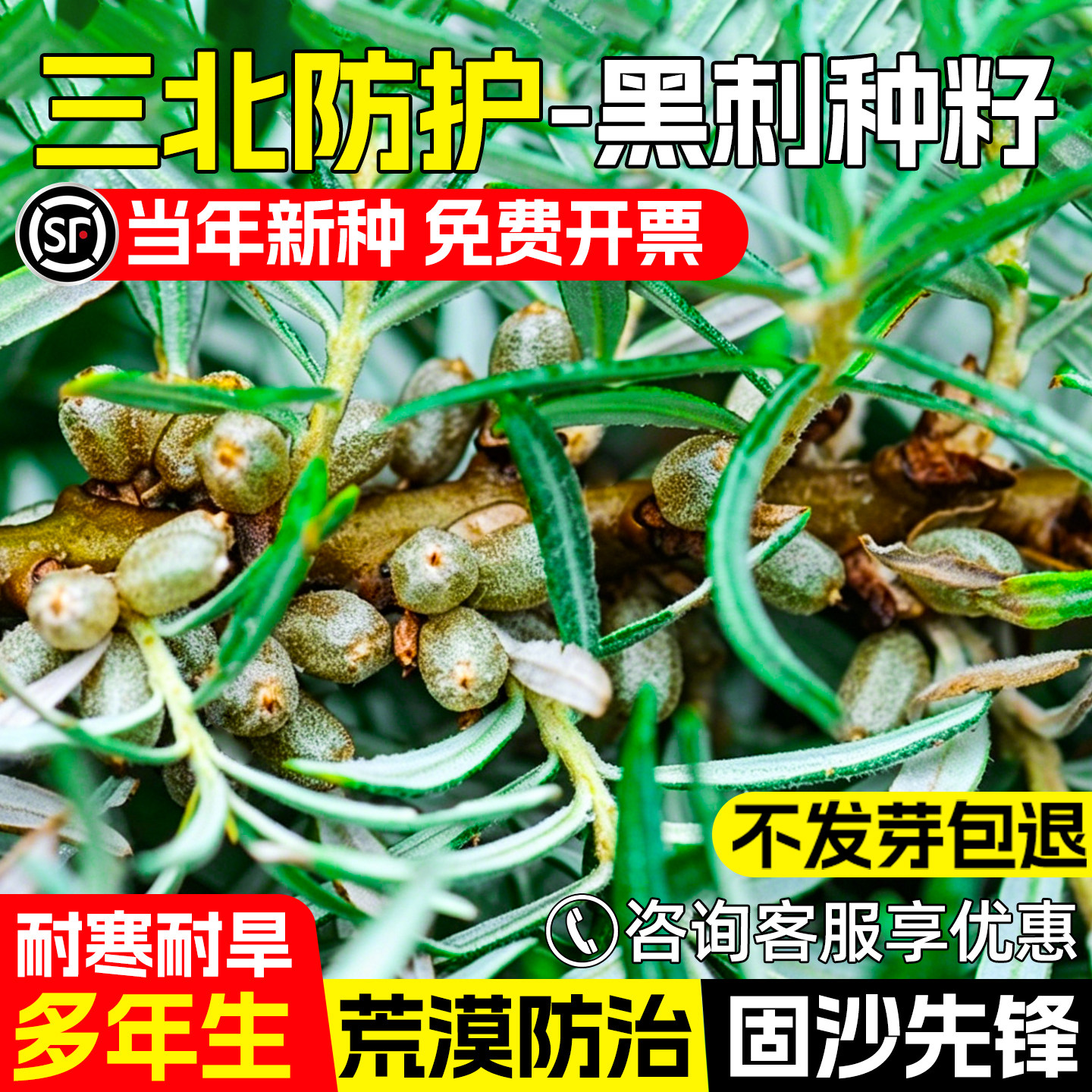 黑刺种子护坡固土抗风固沙绿化