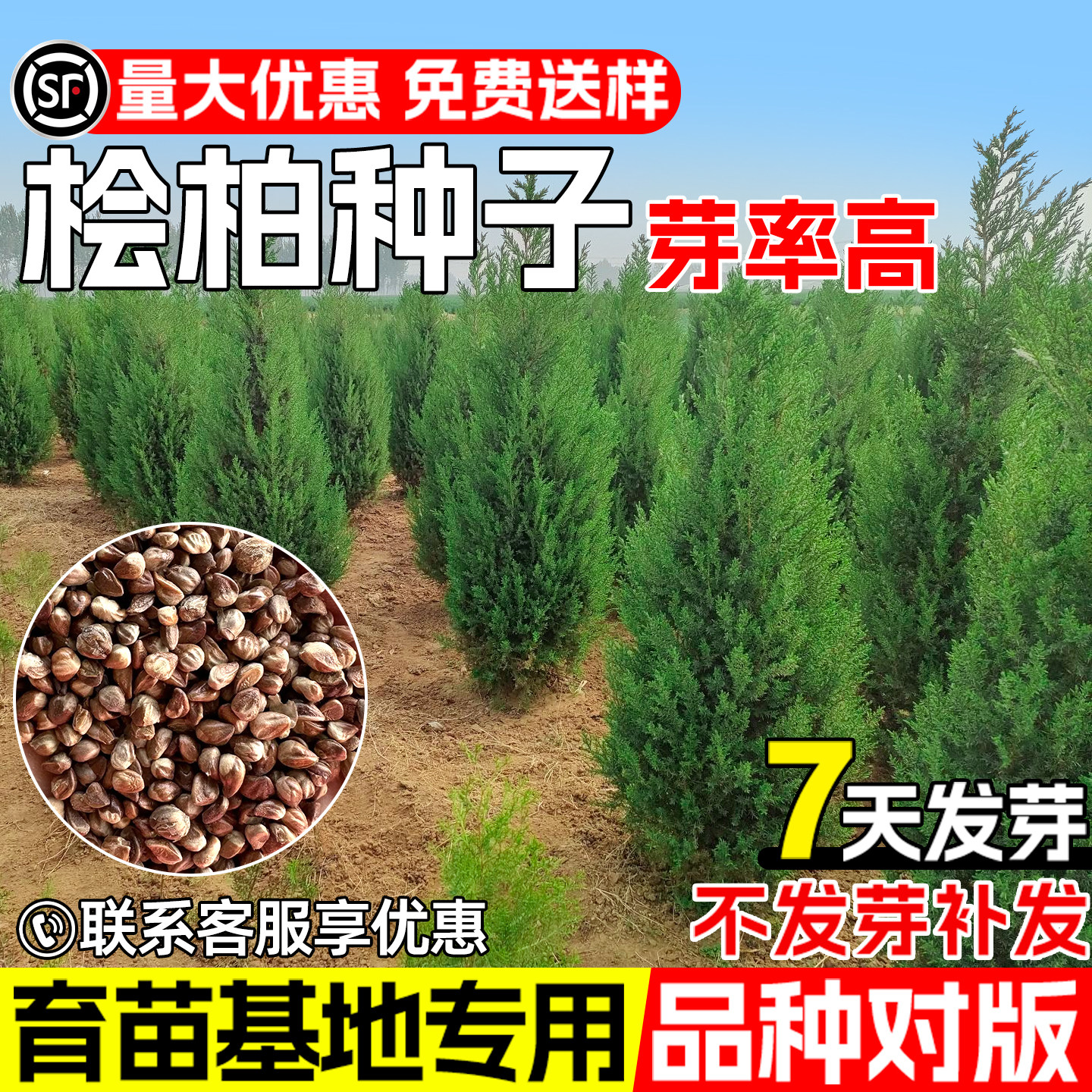 桧柏种子圆柏塔柏常绿景观乔木