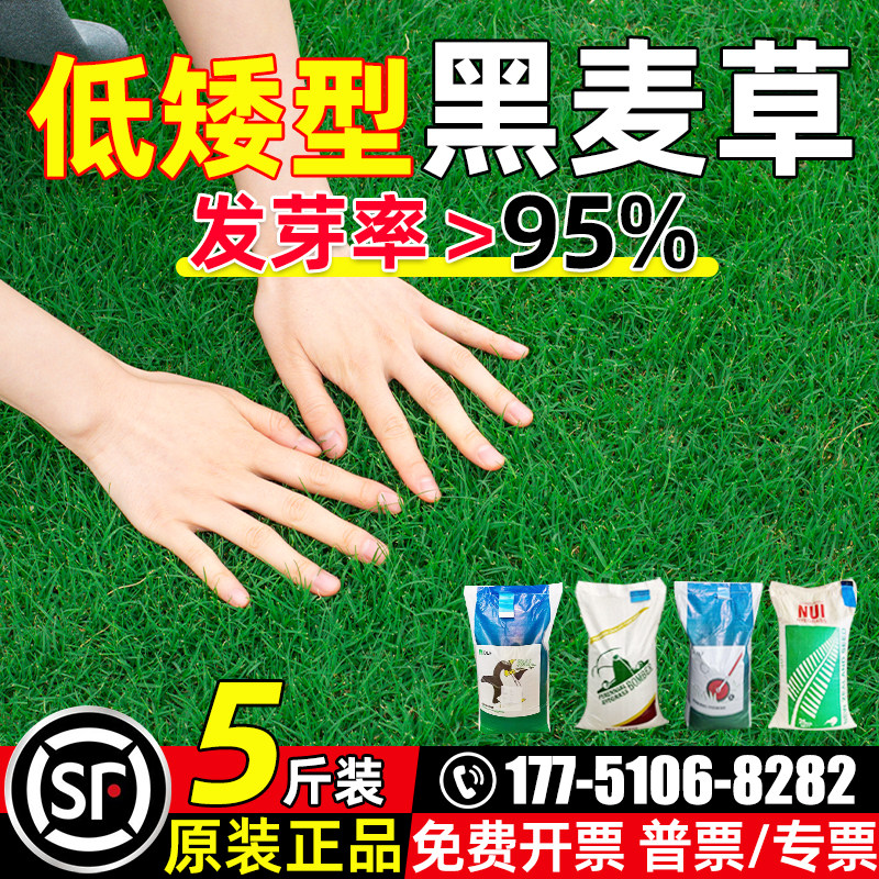 黑麦草种子蓝标多年生耐寒草坪草籽四季常青护坡固土工程绿化庭院