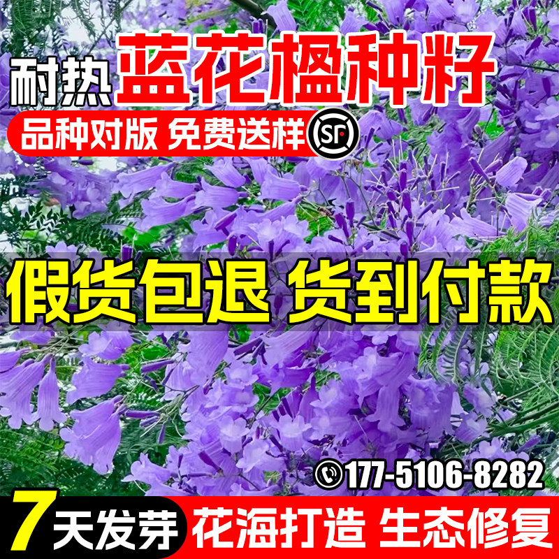 蓝花楹种子公园景区美化红花楹树