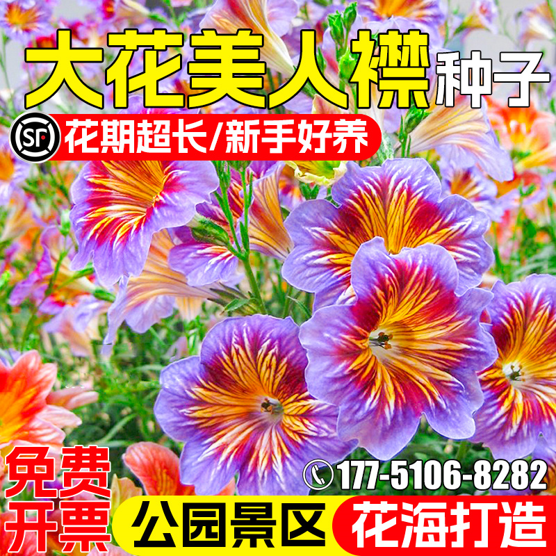 大花美人襟种籽四季阳台庭院盆栽