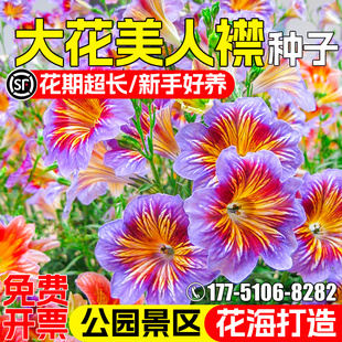 大花美人襟种籽朝颜花烟草复古智利喇叭花籽四季阳台庭院盆栽种子