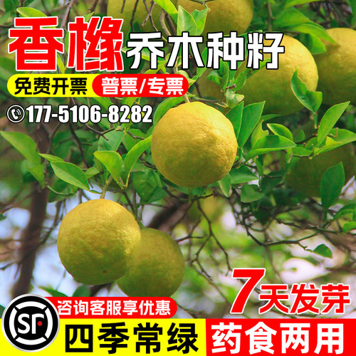 香橼种子四季常绿建设绿化林木