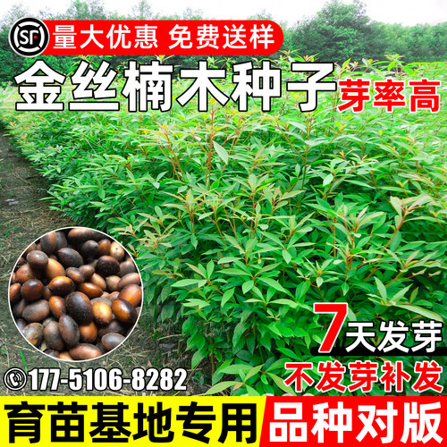 金丝楠木种子绿化观赏黄楠木桢楠