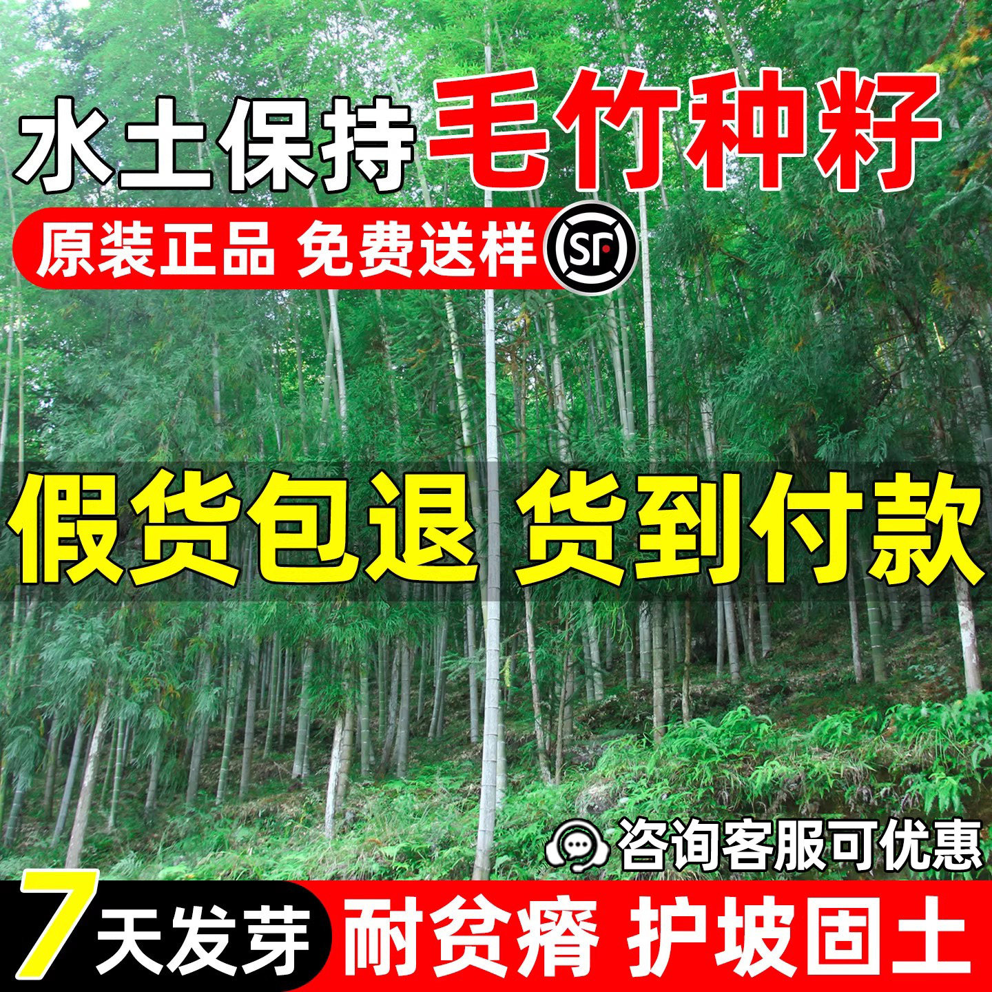 毛竹种子四季常青园林绿化观赏