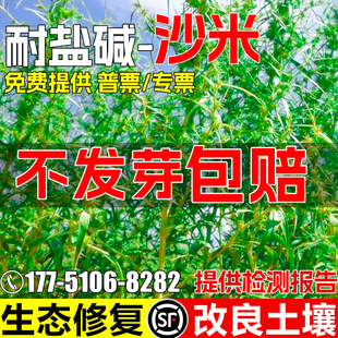 沙米种子沙漠绿化耐旱耐盐碱灌木草籽生态修复土壤改善多年生种籽
