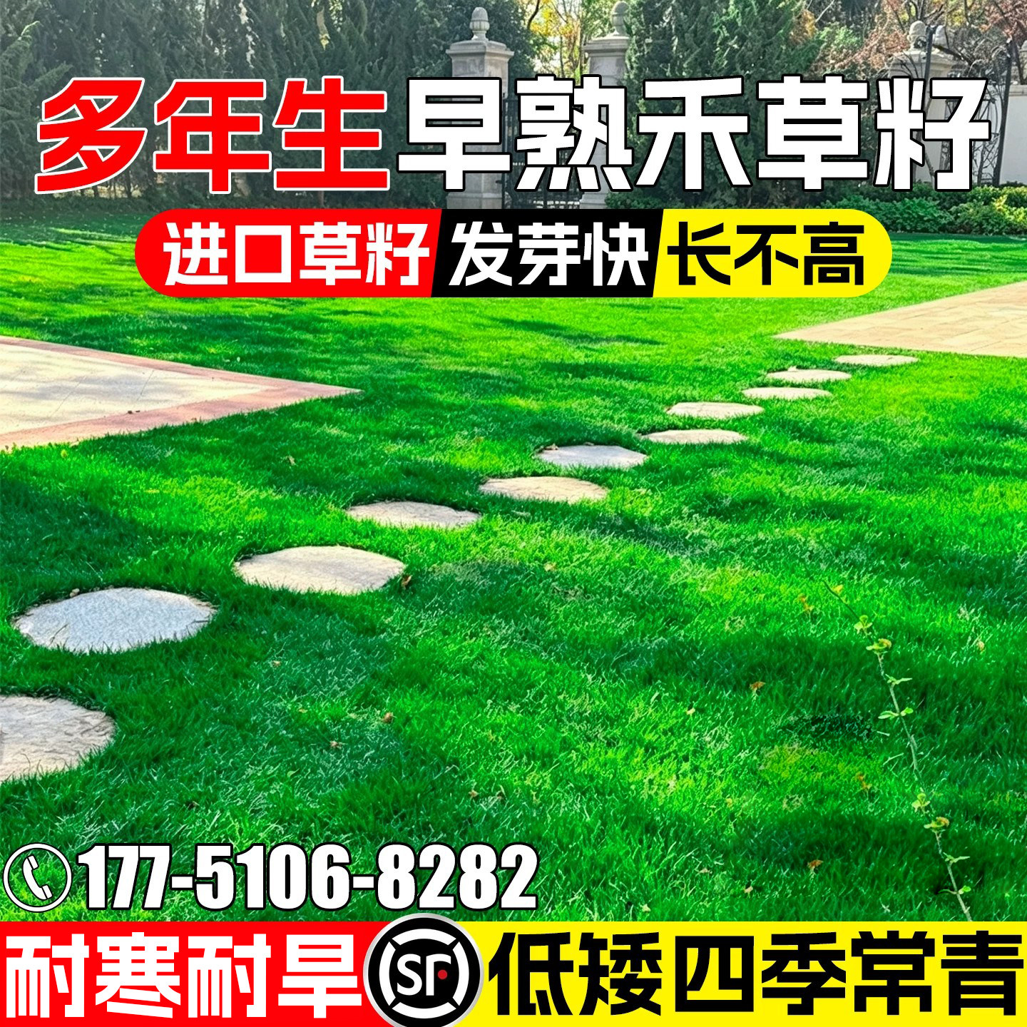 早熟禾草坪草籽抗寒多年生绿化四季常青庭院别墅低矮耐践踏草种子