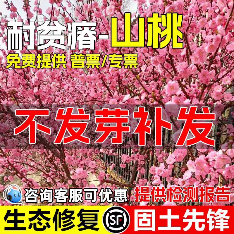 山桃种子生态修复园林绿化毛桃种