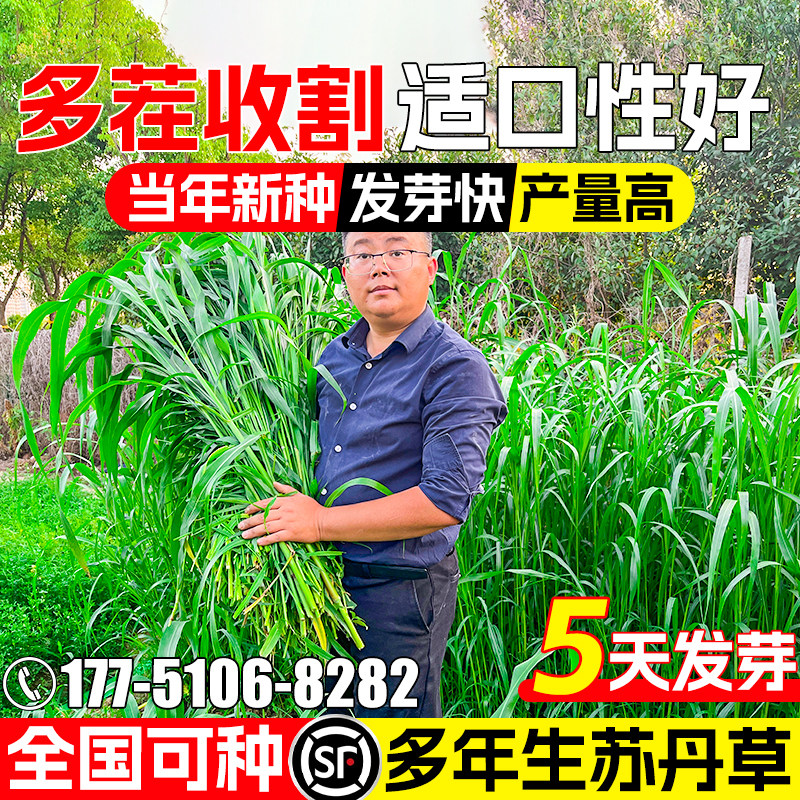 苏丹草草籽多年生牧草种籽草种子