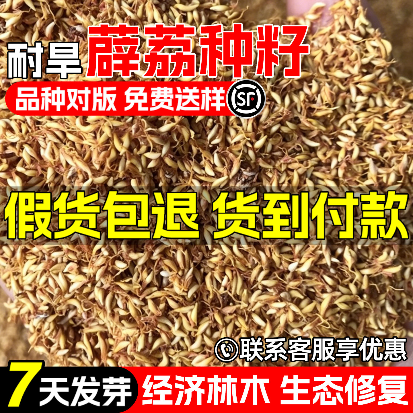 薛荔种子四季常绿生态修复绿化