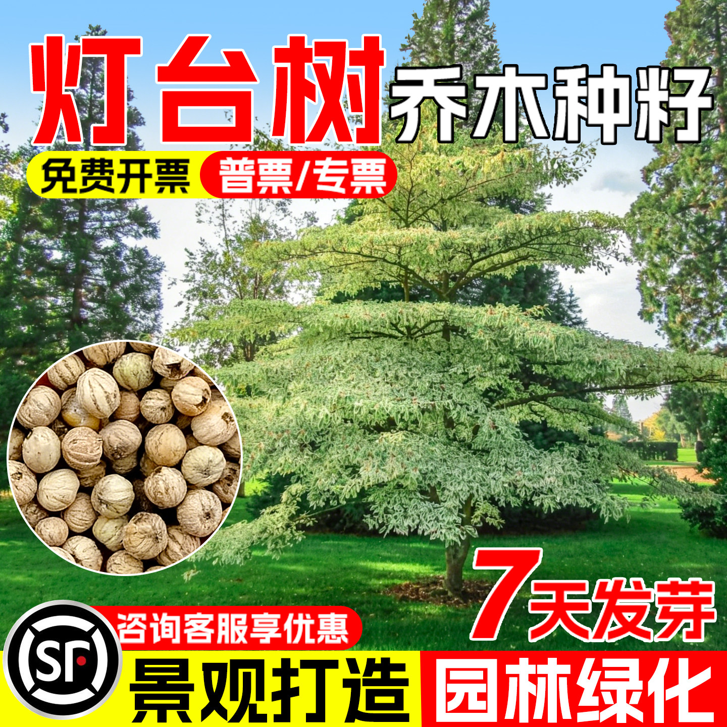灯台树六角书种子荒山护坡绿化