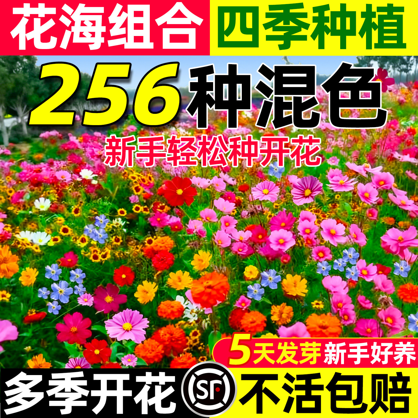 野花组合花种子四季播种开花室外矮生花种籽子庭院格桑花种孑大全 - 实物图