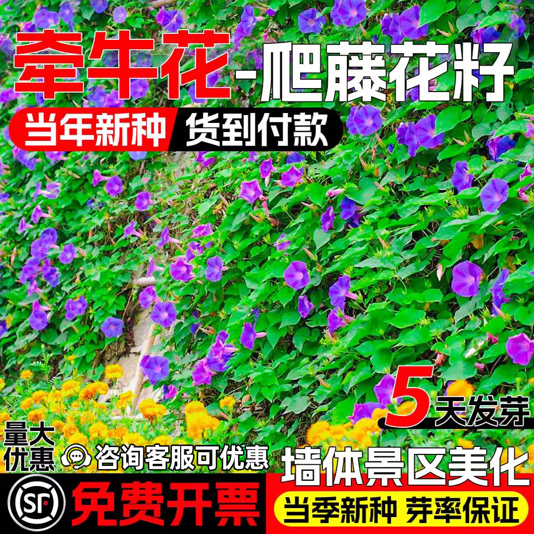 牵牛花种籽四季播种爬藤花种子花卉景观喇叭花籽室外庭院爬墙植物
