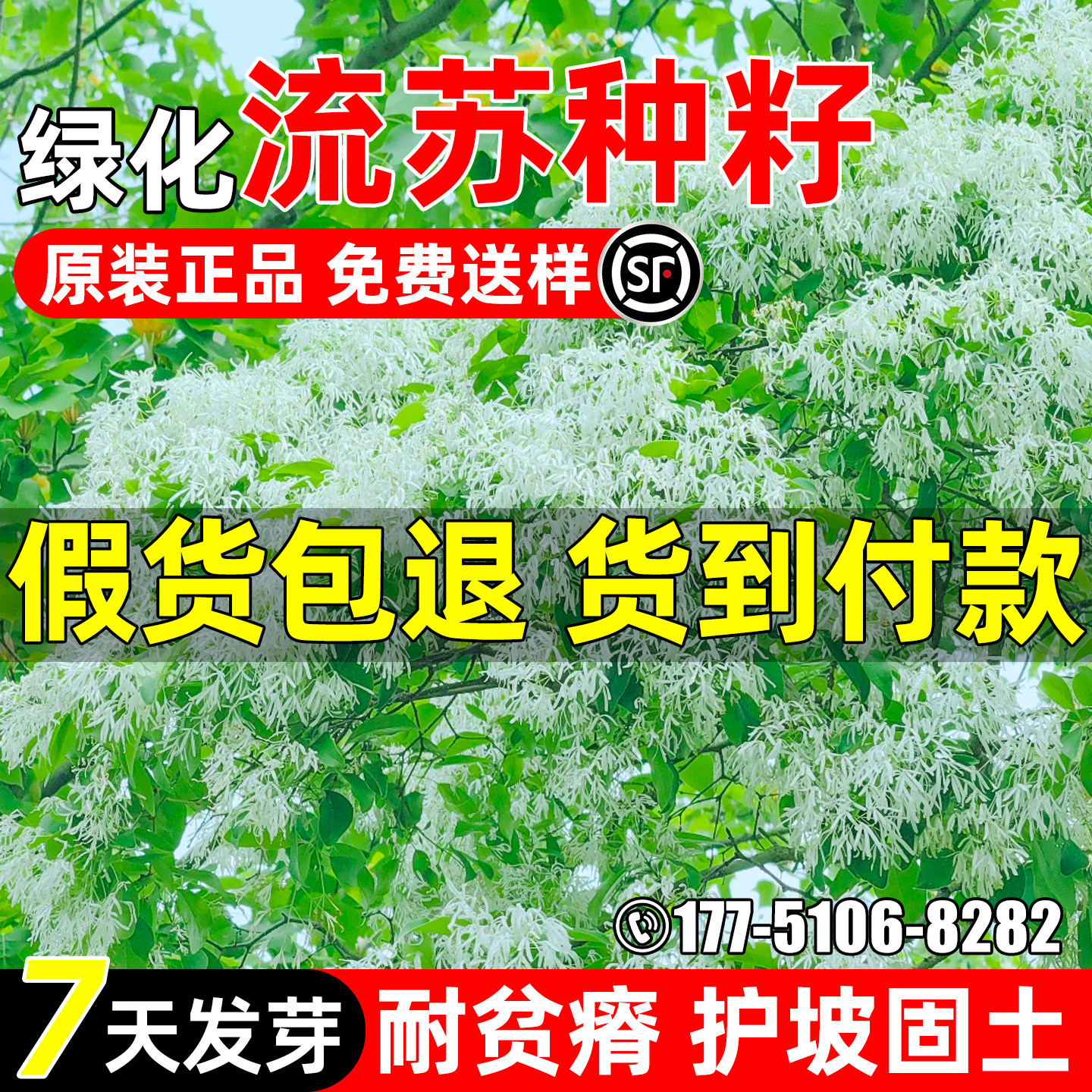 流苏种籽乌金子茶叶树景观绿化