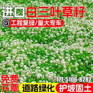 进口白三叶种籽四季常青护坡固土草籽边坡道路工程绿化红三叶种子