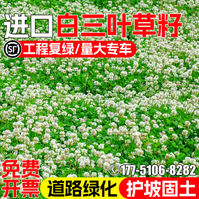 白三叶草籽四季常青幸运草草种籽