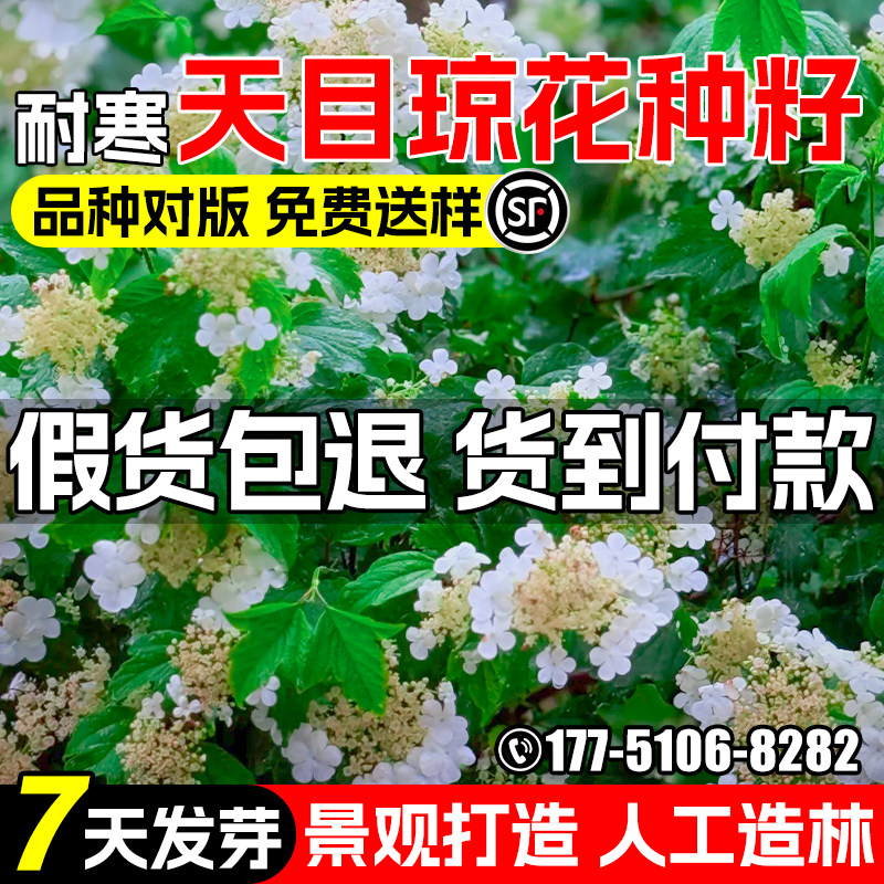 天目琼花种子耐寒鸡柳条荚蒾佛头花花树种籽景观绿化观赏人工造林