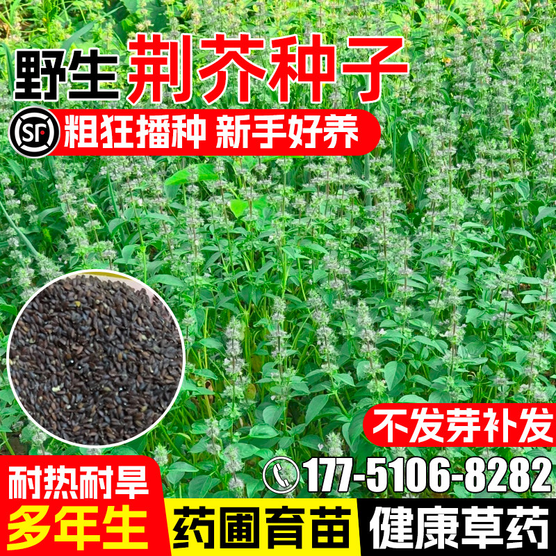 荆芥种子耐热耐旱野生中药材种籽大叶荆芥假苏药食两用线荠中草药