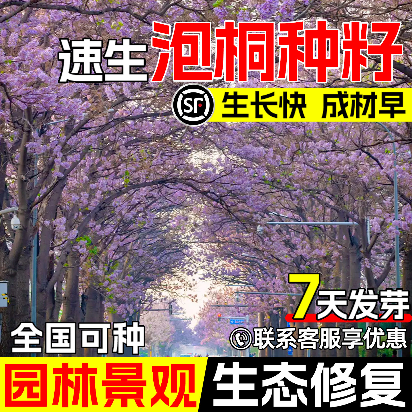泡桐种子白花泡桐空桐木绿化观赏图片